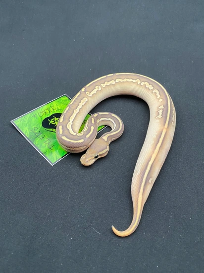 Krg Ball Python Black Pastel Lesser KRG Vanilla Hypo Het Pied Ball Python by Tyler’s ...