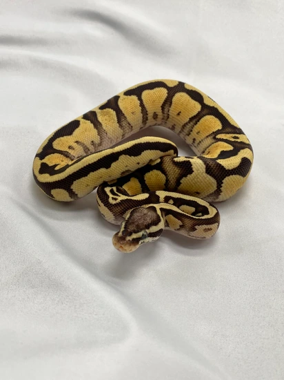 Pastel Monarch Ball Python Pastel Fire Het Monarch/Pied Ball Python by Tyler’s Toxic Balls