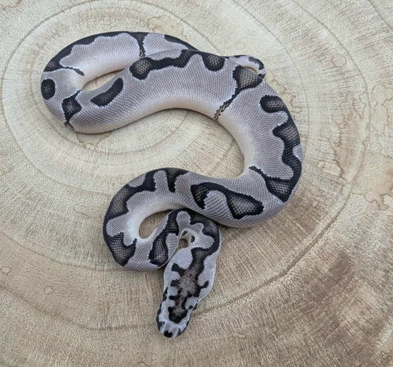 1.2 Enchi Blade VPI Axanthic Clown Ball Python by Samler’s Serpent Seekers