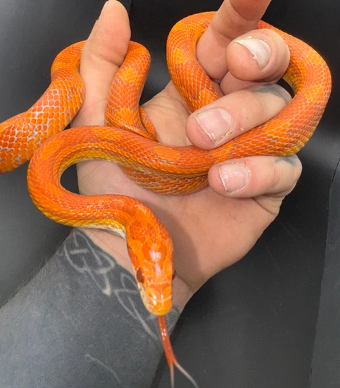 Red Factor Snake Red Factor Lava Het Red Coat Corn Snake by TNT Exotics