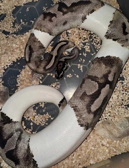 VPI Axanthic Pied PROVEN BREEDER Ball Python by TMilnerReptiles