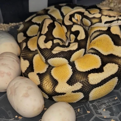 OD Pastel DG Het Clown Ball Python - female for sale from TMilnerReptiles