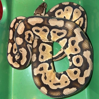Trojan Pastel Het Clown Ball Python - male for sale from TMilnerReptiles