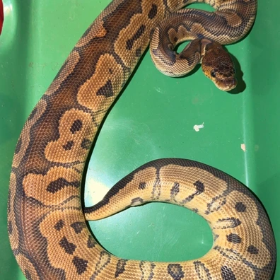 Redhead Clown Ball Python - male for sale from TMilnerReptiles