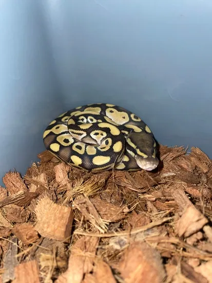 Lesser Platinum Ball Python by Her Majesties Pythons