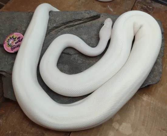 Ivory Ball Python by Moore Expressions Reptiles