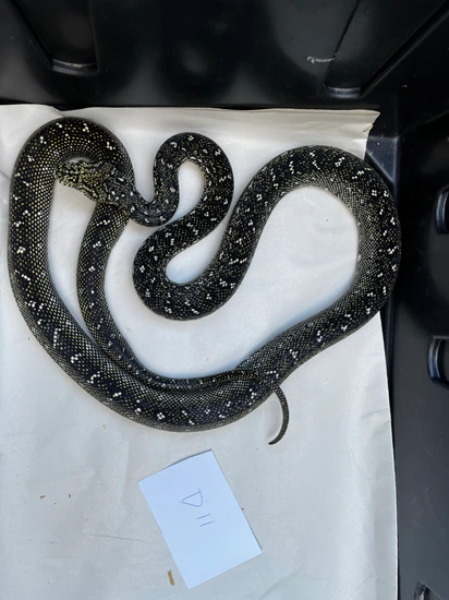 Proven Price Line Female Diamond Carpet Python by Todd Trowbridge