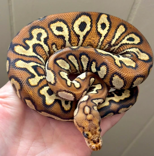 Pompeii Python Barnhart Pompeii Het Ultramel Ball Python by Tom Barnhart