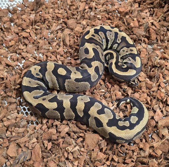 Python's Afraid Cold Acid Ball Python by Cold Blooded Scalywags