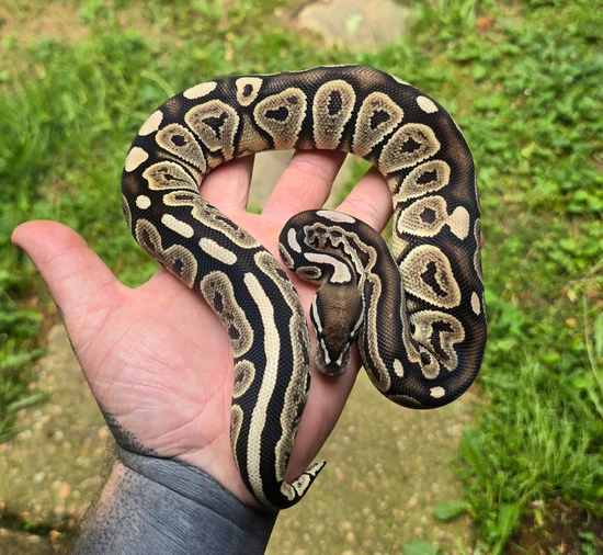 Black Pastel VPI Axanthic Het Hypo Ball Python by Cold Blooded Scalywags