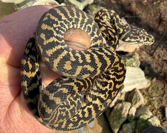 Jungle Zebra Het Albino Other Carpet Python by TJReptiles