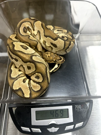 Gravel Or YellowBelly Clown Ball Python by Tom Ellis Constriction