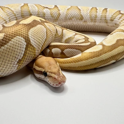 Banana Lesser Het Desert Ghost Ball Python - female for sale from Elbflorenz Reptiles