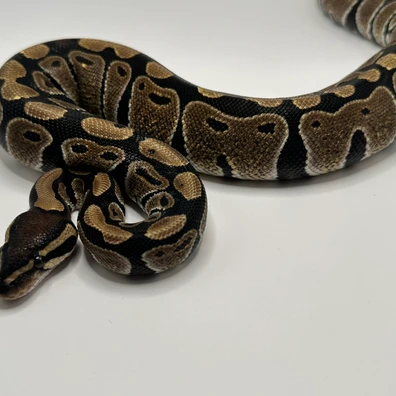 Classic 66% Het Tri Stripe Ball Python - female for sale from Elbflorenz Reptiles
