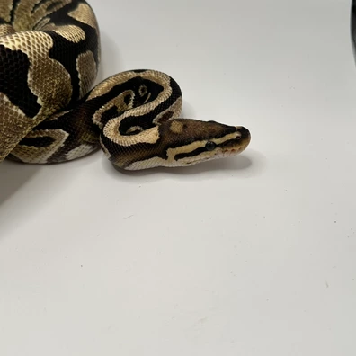 Cryptic Het Desert Ghost Clown Ball Python - female for sale from Elbflorenz Reptiles