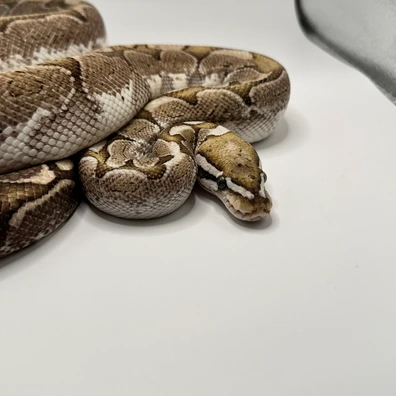 Bamboo Het Albino Poss Het Clown Ball Python - female for sale from Elbflorenz Reptiles