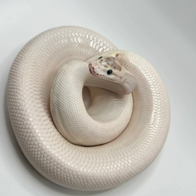 Super Yellowbelly Leopard Het Pied Ball Python - female for sale from Elbflorenz Reptiles