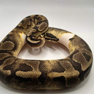 Enchi Pied Ball Python - female for sale from Elbflorenz Reptiles