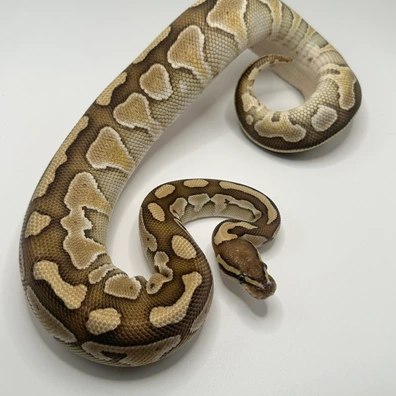 Lesser Dark Viking Het Clown Ball Python - female for sale from Elbflorenz Reptiles
