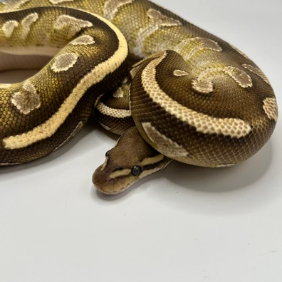 Mojave Fire Vanilla Yellowbelly Dark Viking Het Clown Ball Python - female for sale from Elbflorenz Reptiles