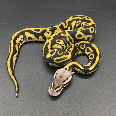 Pastel Mojave Confusion Het Piebald 50% Het Clown Ball Python - female for sale from Elbflorenz Reptiles