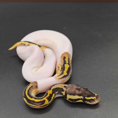 Pastel Confusion Pied Poss Mojave 50% Het Clown Ball Python - male for sale from Elbflorenz Reptiles