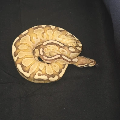 2024 Ball Python Group Ball Python - male for sale from Pearly Pythons