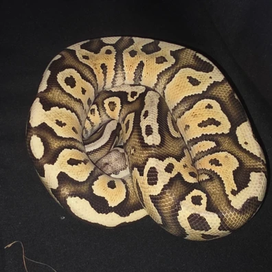Male Pastel Fire 100% Het Clown Ball Python - male for sale from Pearly Pythons