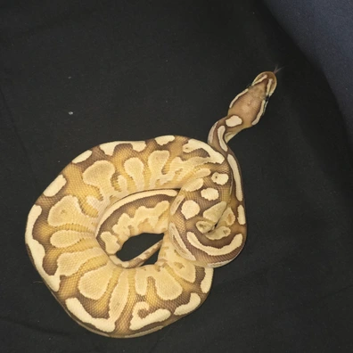Female Lesser Fire 66% Het Clown Ball Python - female for sale from Pearly Pythons