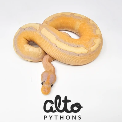 Banana Enchi Super Wookie Ball Python - female for sale from Alto Pythons