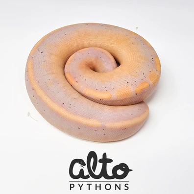 GHI Banana Super Wookie Ball Python - female for sale from Alto Pythons