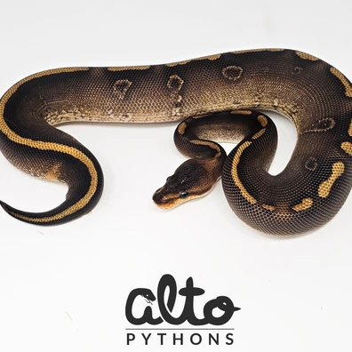 GHI Super Wookie Ball Python - male for sale from Alto Pythons