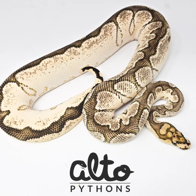 Amplify ODYB Clown Ball Python - female for sale from Alto Pythons