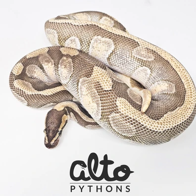 Mojave Enchi Wookie Het Clown Ball Python - female for sale from Alto Pythons