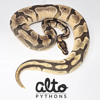 OD Enchi Wookie Het Clown Ball Python - female for sale from Alto Pythons