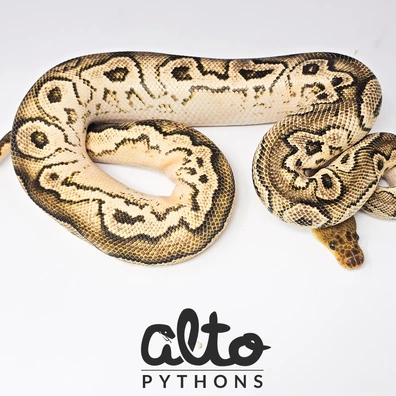 Bongo ODYB Clown Ball Python - male for sale from Alto Pythons
