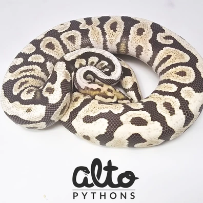 Spotnose Fire Desert Ghost Het Clown Ball Python - male for sale from Alto Pythons