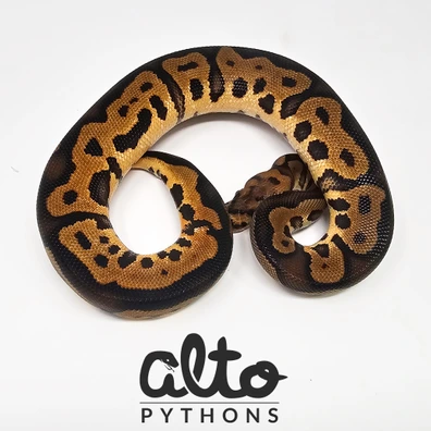 Chocolate Leopard Clown Ball Python - male for sale from Alto Pythons