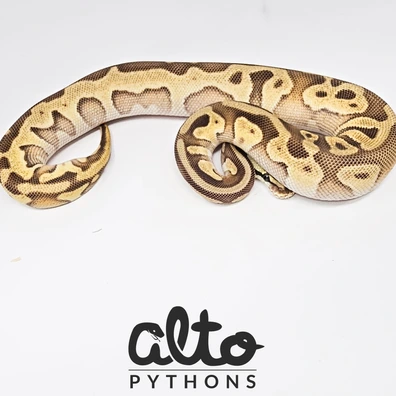 Leopard Mojave Enchi Pastel Triple Het Clown Hypo Rainbow (Free Male) Ball Python - female for sale from Alto Pythons