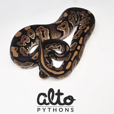 Cinnamon Het Rainbow Hypo Clown Ball Python - male for sale from Alto Pythons