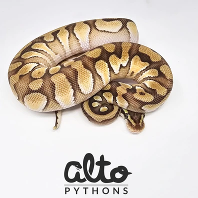 Enchi Mojave Pastel Het Rainbow Hypo Clown Ball Python - male for sale from Alto Pythons