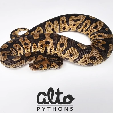 Confusion Clown Ball Python - male for sale from Alto Pythons