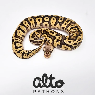 Pastel Confusion Het Clown Ball Python - female for sale from Alto Pythons