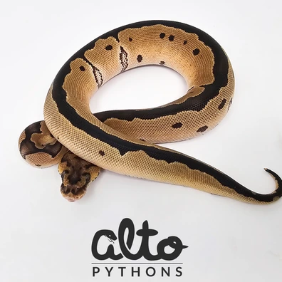 Clown Ball Python - female for sale from Alto Pythons