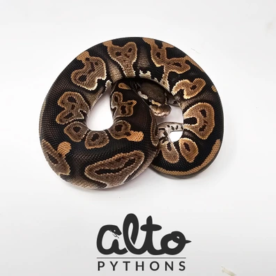Leopard Cinnamon Triple Het Clown Hypo Rainbow (Free Male) Ball Python - female for sale from Alto Pythons