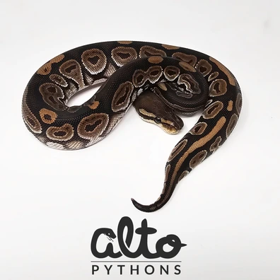 Cinnamon Triple Het Clown Hypo Rainbow (Free Male) Ball Python - female for sale from Alto Pythons