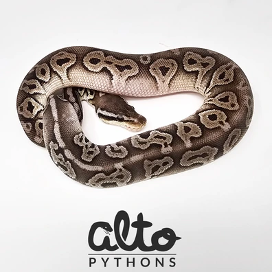 Pastel Leopard Cinnamon Triple Het Rainbow Hypo Clown (Free Male) Ball Python - female for sale from Alto Pythons