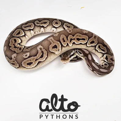 Pastel Cinnamon Triple Het Rainbow Hypo Clown Ball Python - female for sale from Alto Pythons