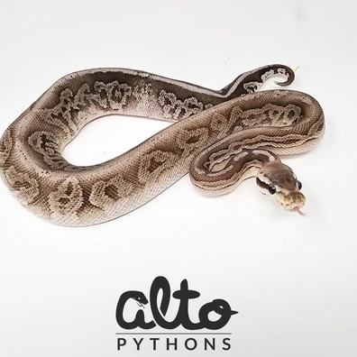 Pastel Leopard Cinnamon Triple Het Rainbow Hypo Clown Ball Python - male for sale from Alto Pythons