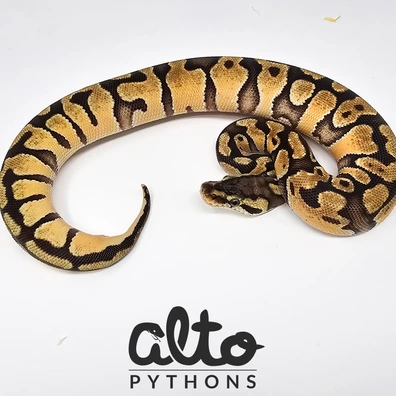Pastel Enchi Triple Het Rainbow Hypo Clown (Free Male) Ball Python - female for sale from Alto Pythons